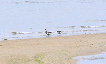 コクガン 雲出川河口 2023年12月16日(土)