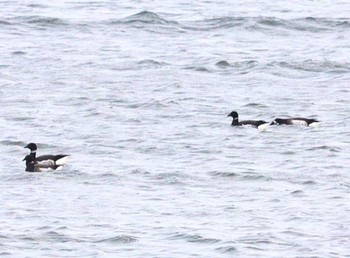 Brant Goose 雲出川河口 Sat, 12/16/2023