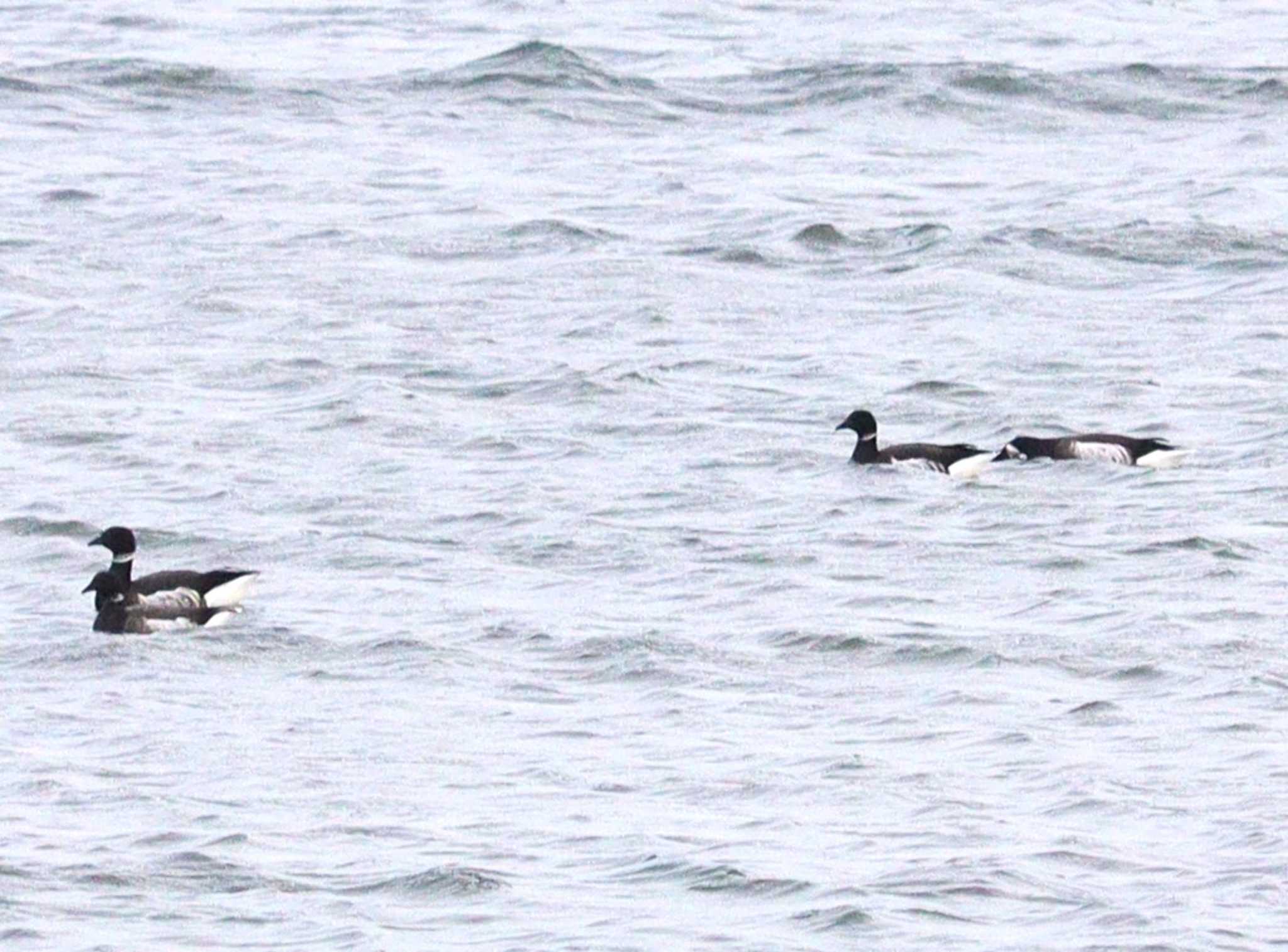 Brant Goose