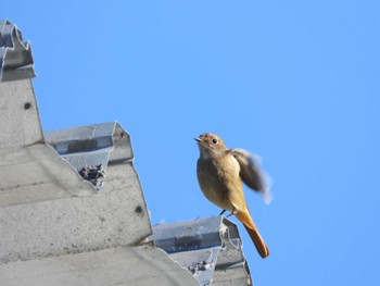 ジョウビタキ 葛西臨海公園 2023年12月17日(日)