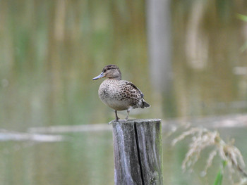 Eurasian Teal 東京23 Mon, 10/8/2018