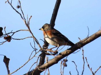 2023年12月17日(日) 石神井公園の野鳥観察記録