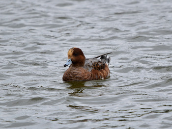 Eurasian Wigeon 東京23 Mon, 10/8/2018