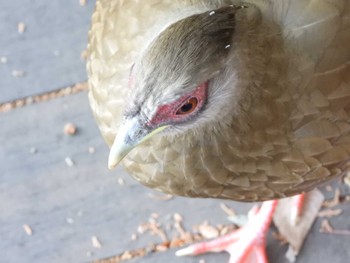 ハッカン 石神井公園 2023年12月17日(日)