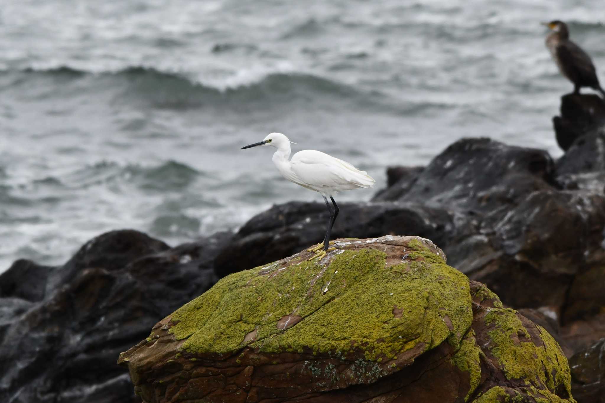 Photo of Little Egret at 平磯海岸 by geto