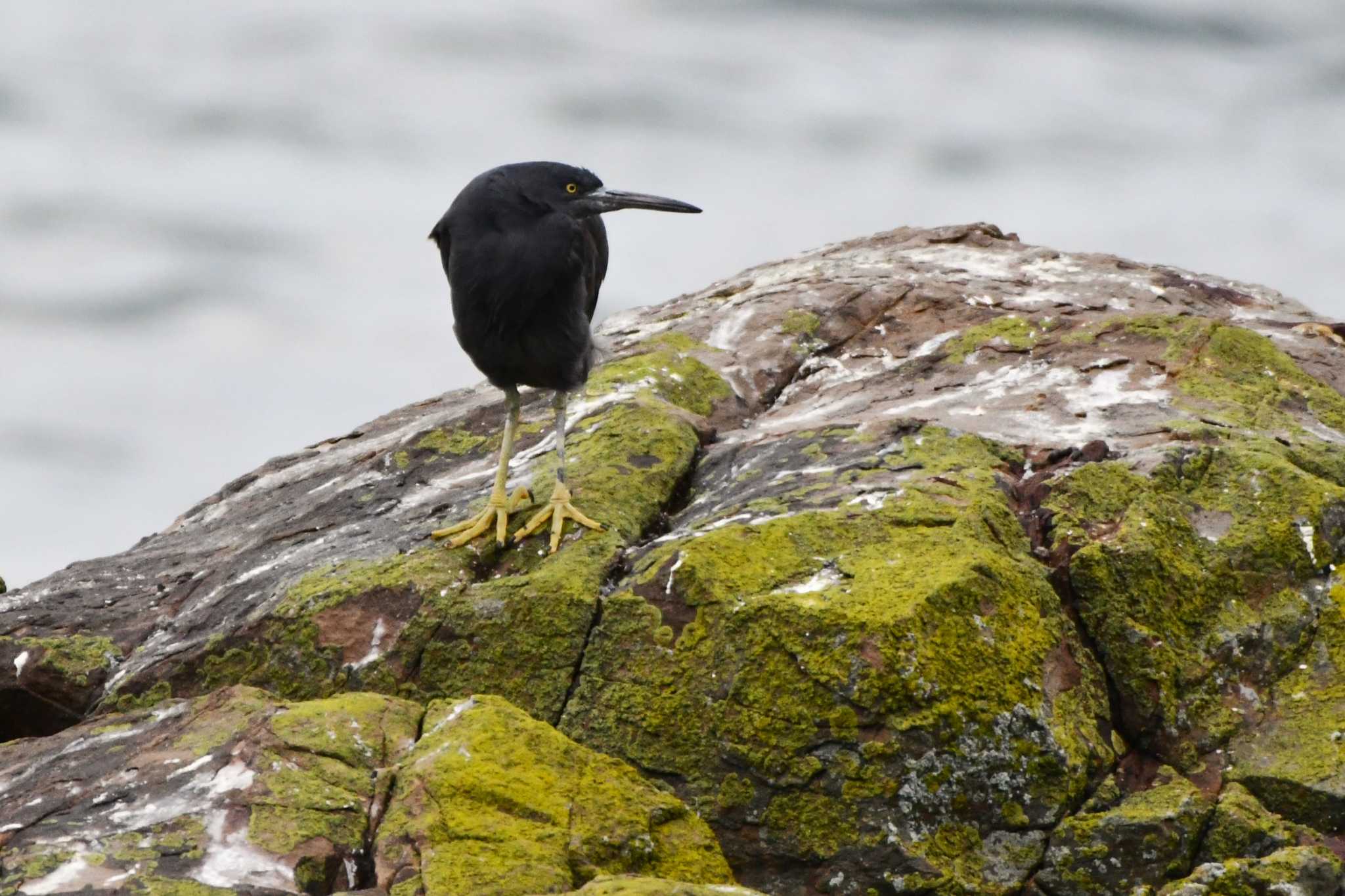 Pacific Reef Heron