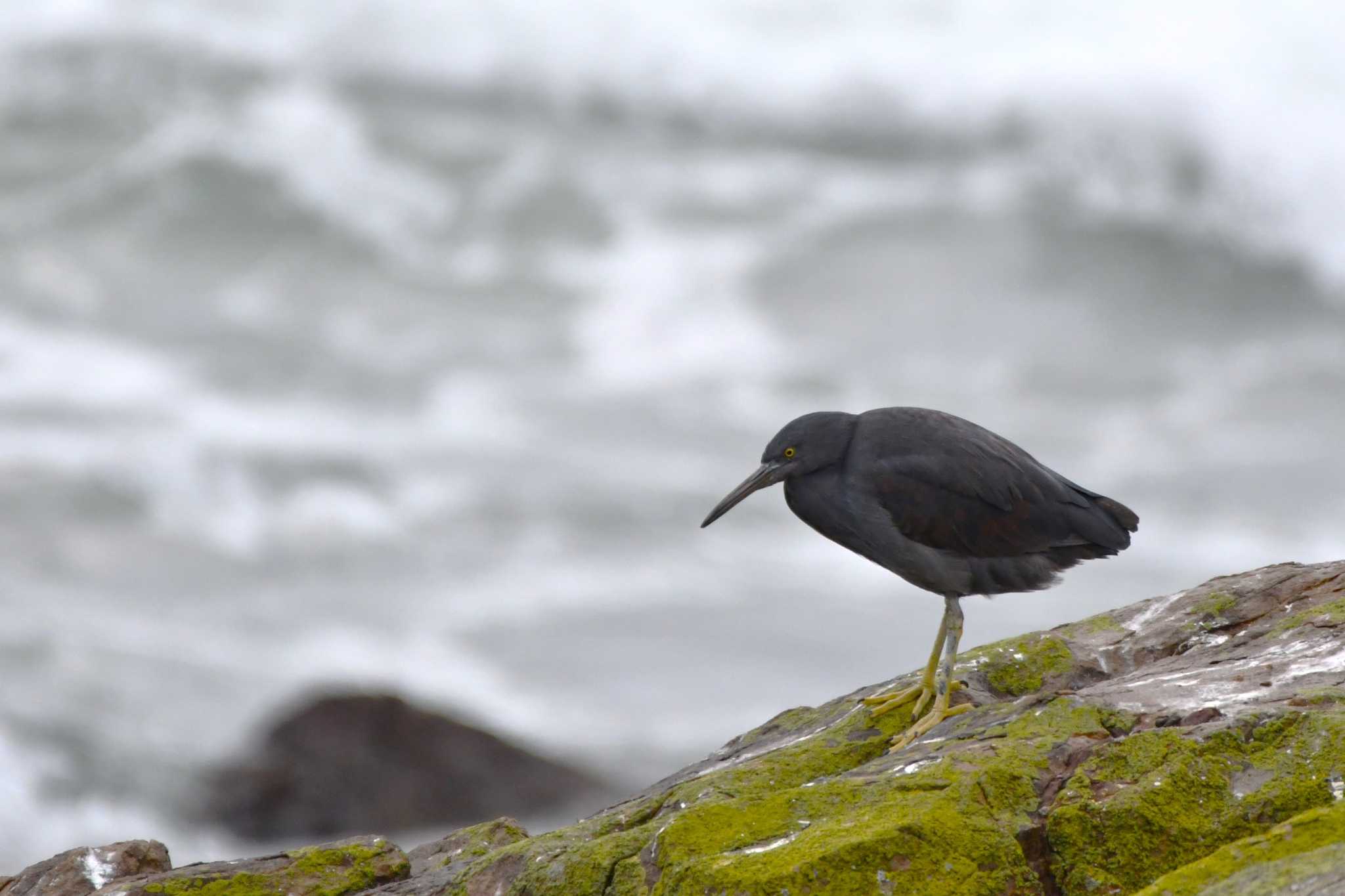 Pacific Reef Heron