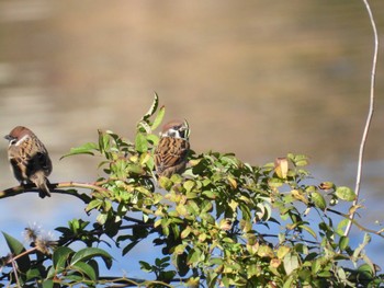 スズメ 芝川 2023年12月17日(日)