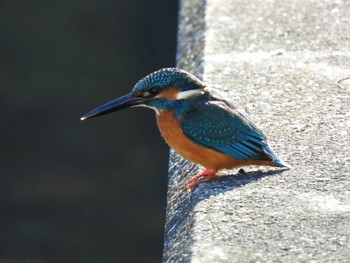 カワセミ 芝川 2023年12月17日(日)