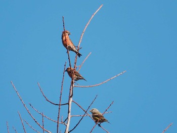 Sun, 12/17/2023 Birding report at JGSDF Kita-Fuji Exercise Area