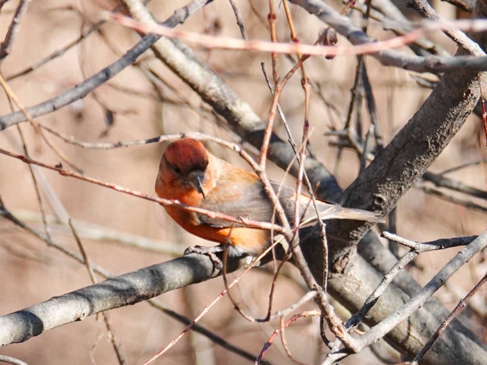 Red Crossbill