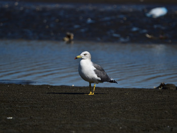 Black-tailed Gull 東京22 Sun, 10/7/2018