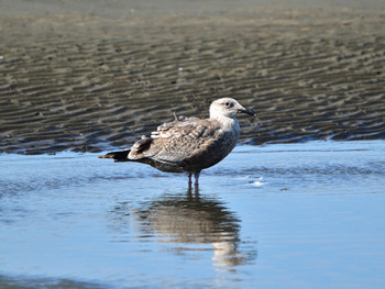 Slaty-backed Gull 東京22 Sun, 10/7/2018