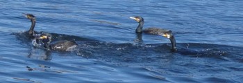 カワウ 鶴見川 2023年12月17日(日)