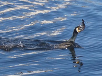 カワウ 鶴見川 2023年12月17日(日)