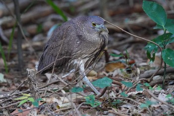 2023年12月17日(日) 水元公園の野鳥観察記録