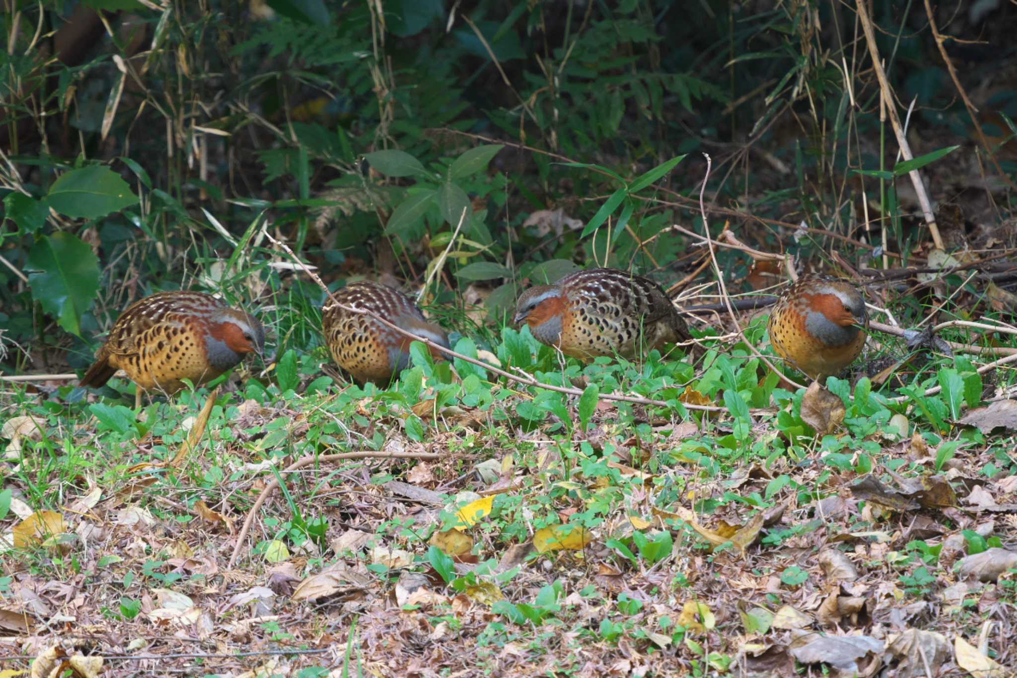 Chinese Bamboo Partridge