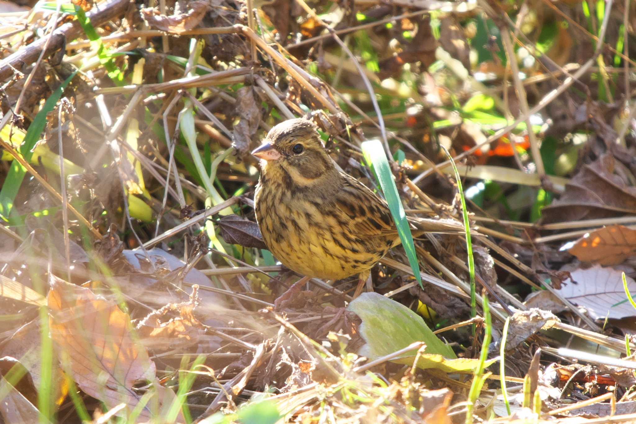 Photo of Masked Bunting at 瀬上市民の森 by Y. Watanabe