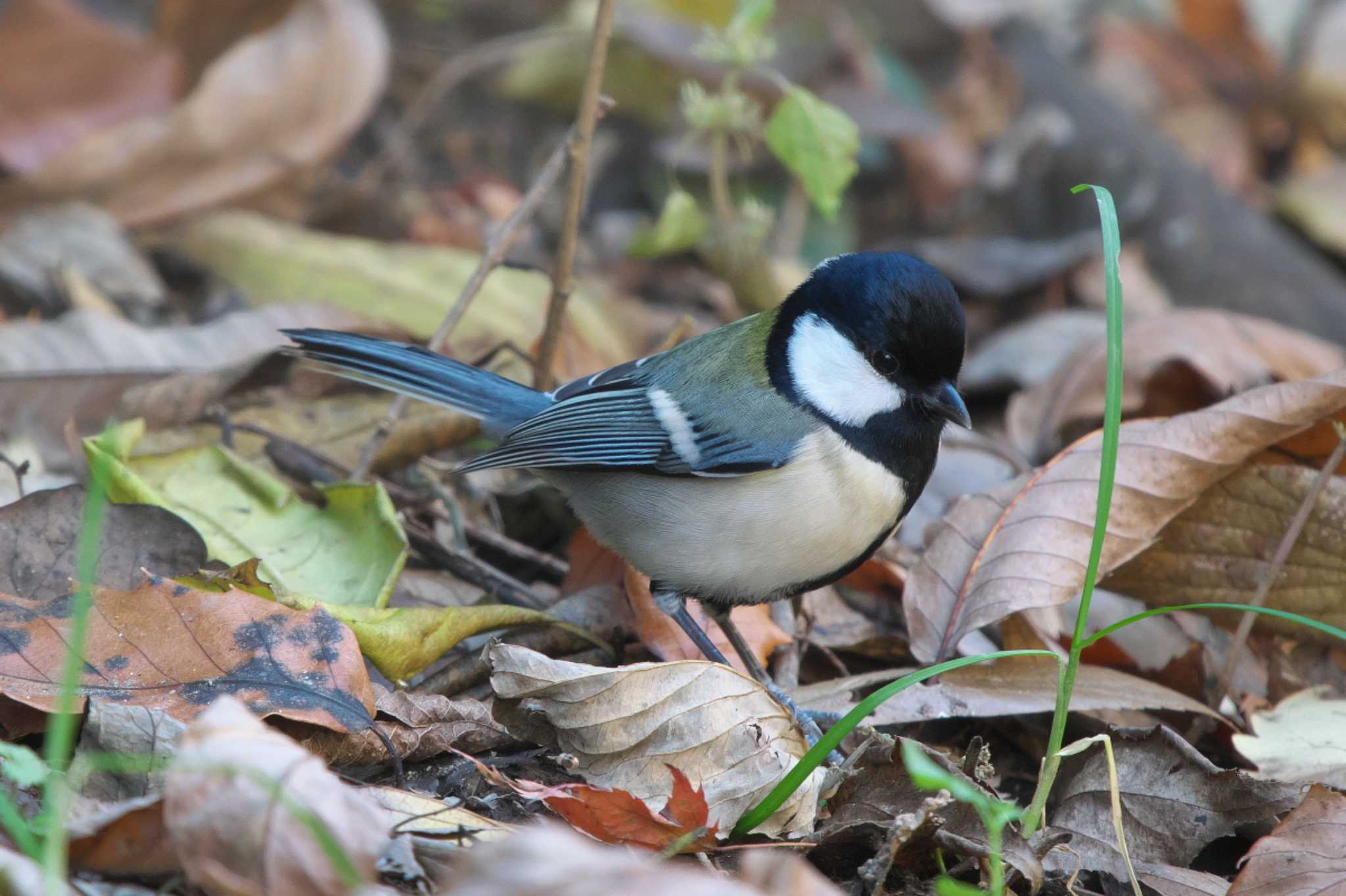 Photo of Japanese Tit at 瀬上市民の森 by Y. Watanabe