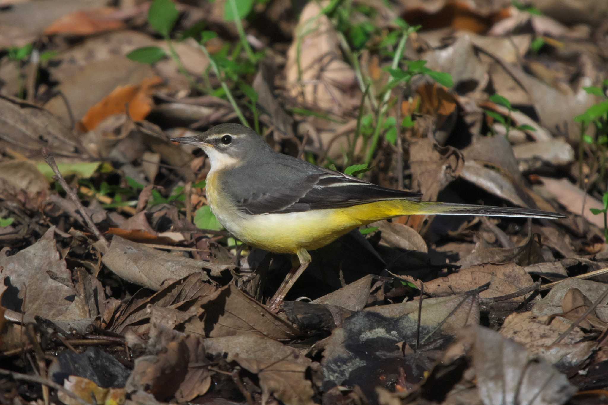 Photo of Grey Wagtail at 瀬上市民の森 by Y. Watanabe