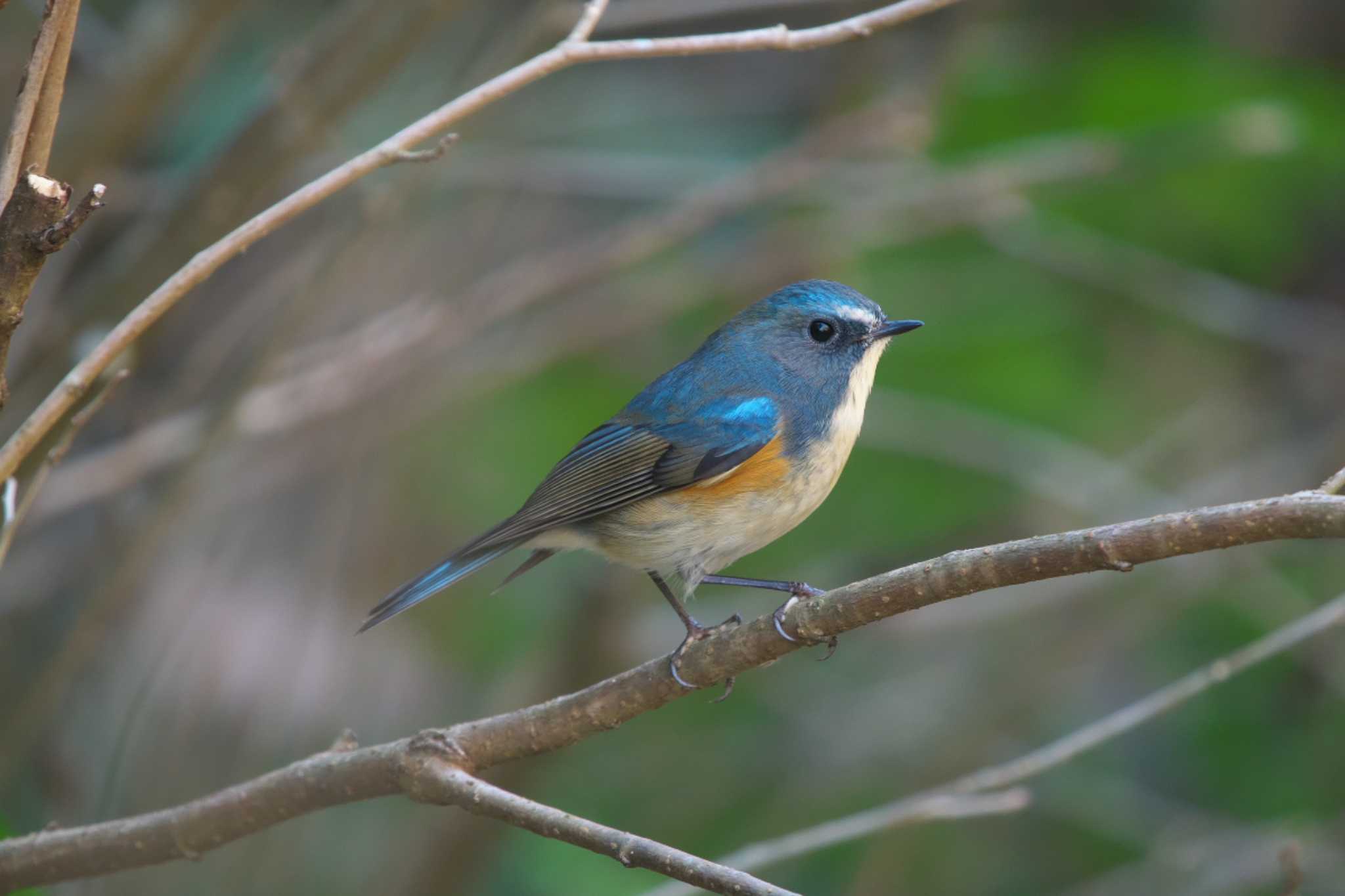 Photo of Red-flanked Bluetail at 瀬上市民の森 by Y. Watanabe