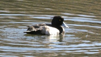 2023年12月17日(日) 三ツ池公園(横浜市鶴見区)の野鳥観察記録