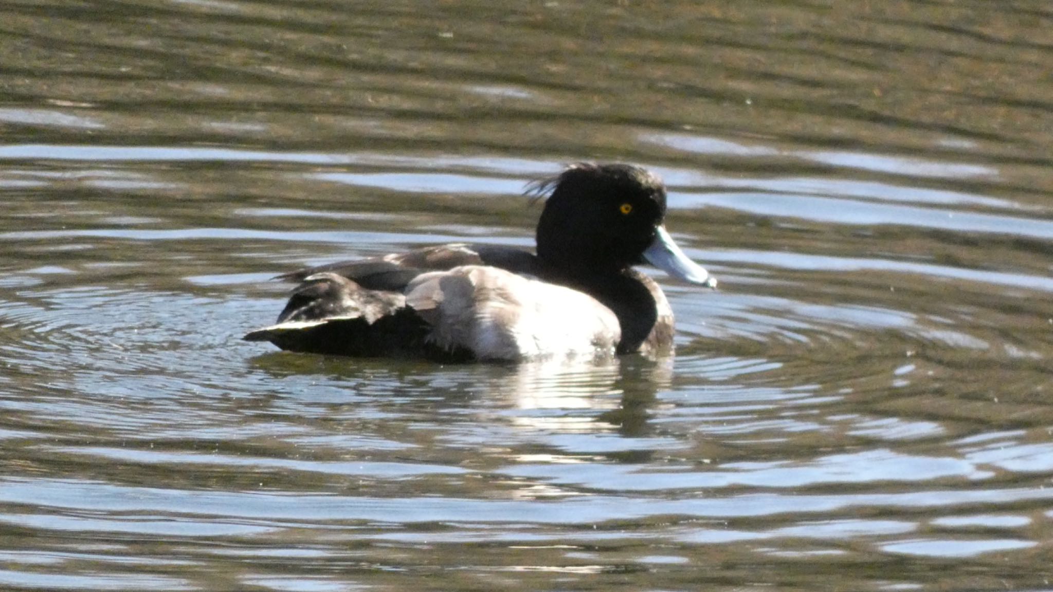 Tufted Duck