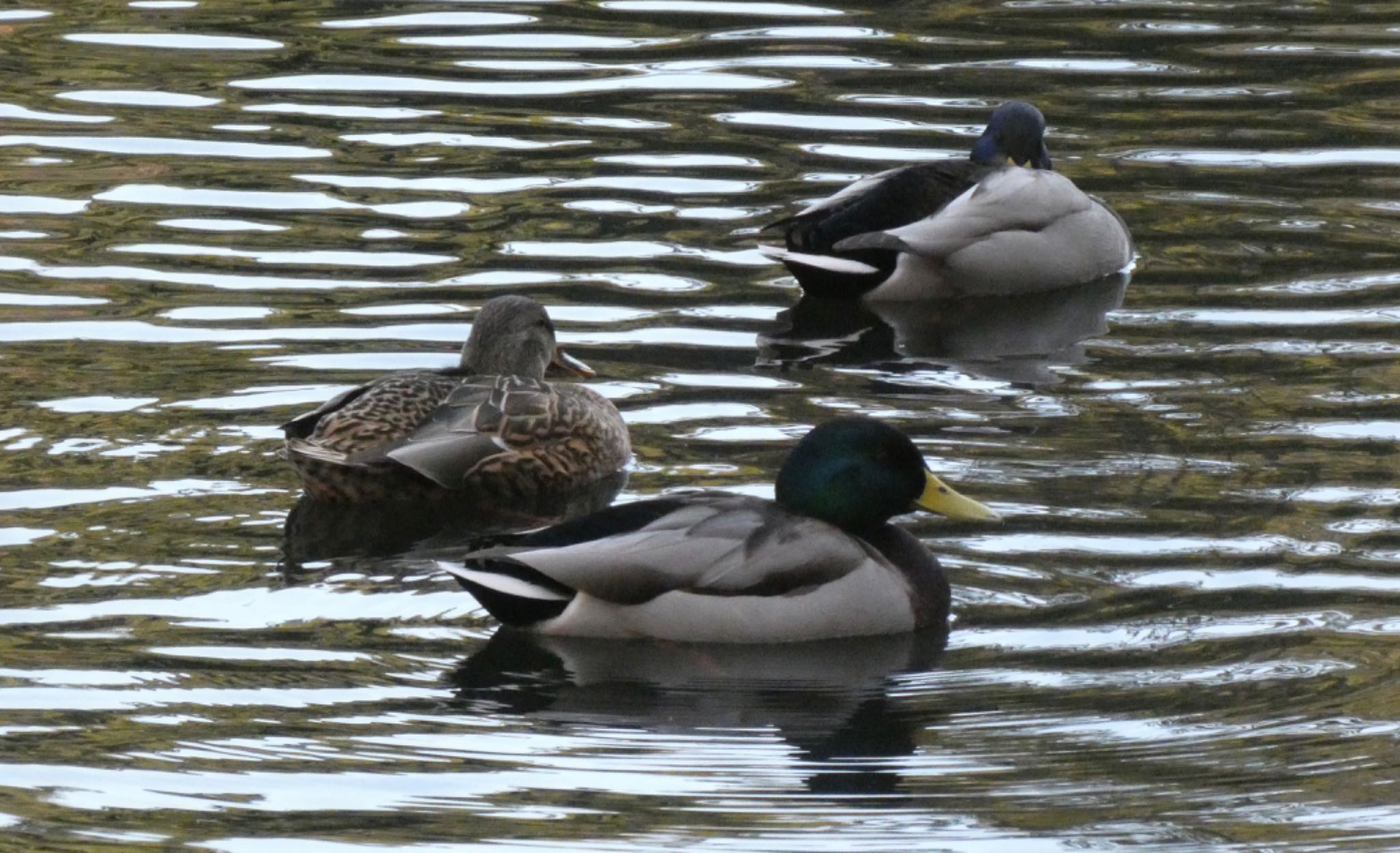 三ツ池公園(横浜市鶴見区) マガモの写真 by しらす