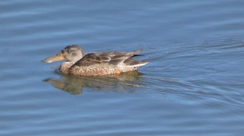 ハシビロガモ 三ツ池公園(横浜市鶴見区) 2023年12月17日(日)