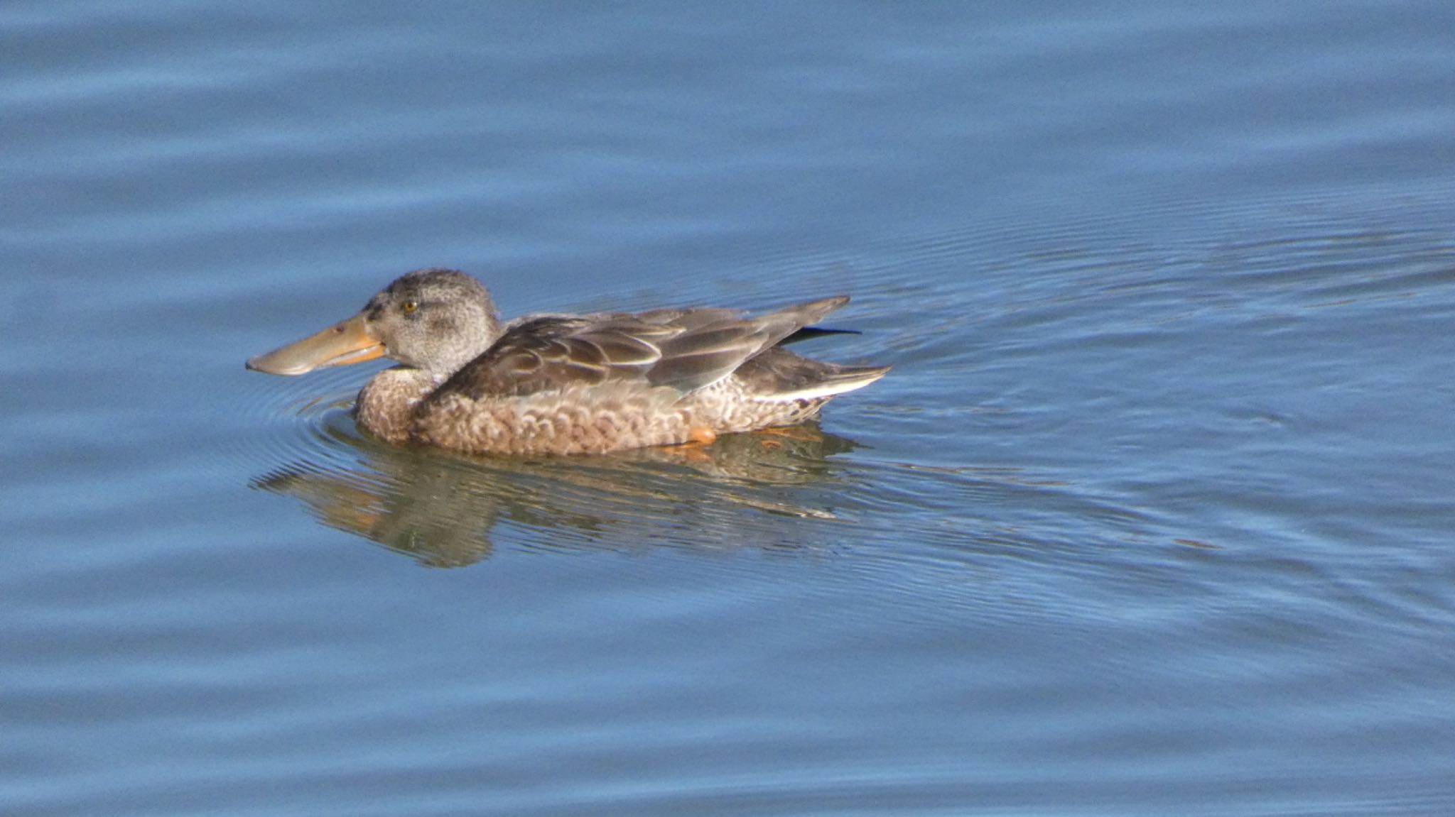 Northern Shoveler