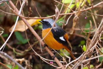 ジョウビタキ ロクハ公園(滋賀県草津市) 2023年12月17日(日)