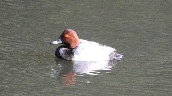 ホシハジロ 三ツ池公園(横浜市鶴見区) 2023年12月17日(日)