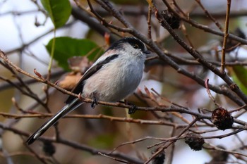 エナガ ロクハ公園(滋賀県草津市) 2023年12月17日(日)