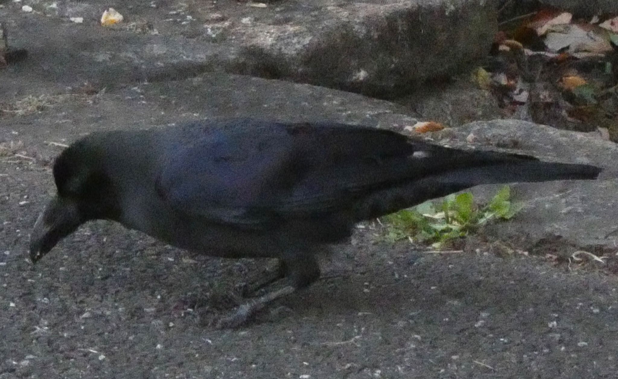 三ツ池公園(横浜市鶴見区) ハシブトガラスの写真 by しらす