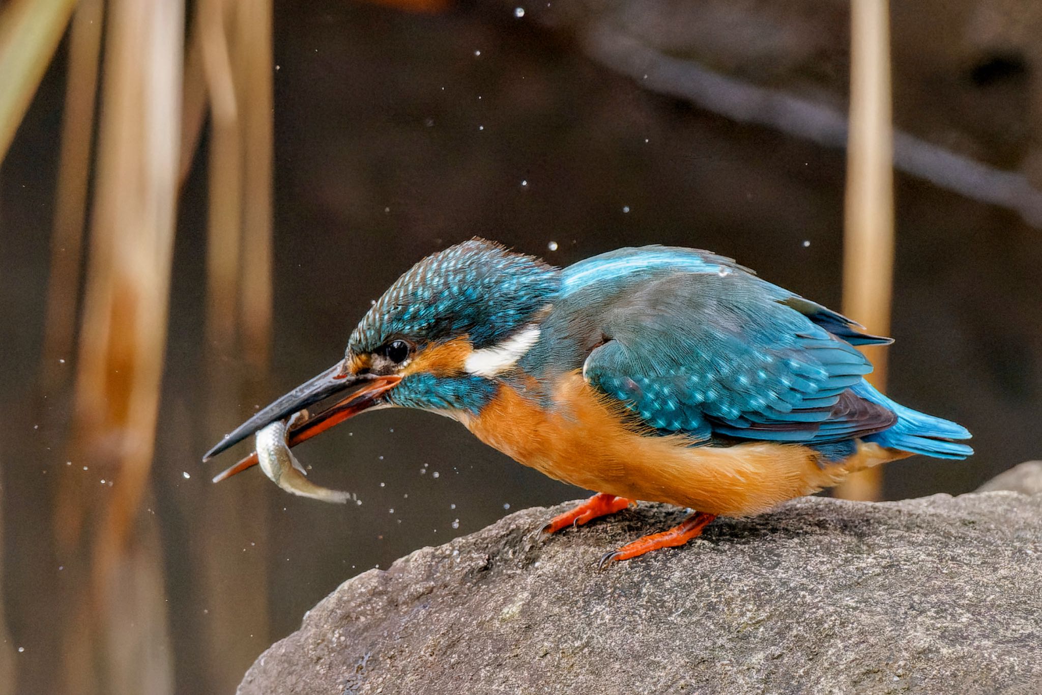 カワセミ