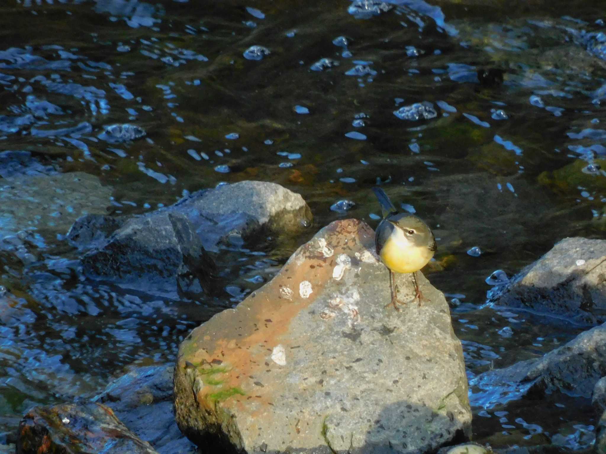 平和の森公園、妙正寺川 キセキレイの写真 by morinokotori