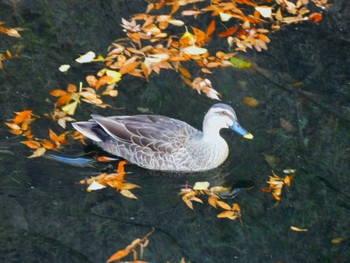 カルガモ 平和の森公園、妙正寺川 2023年12月17日(日)