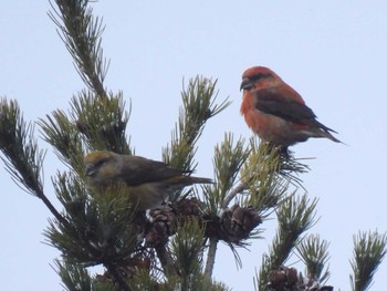 Red Crossbill 見行山 Sun, 12/17/2023