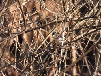 Long-tailed Tit Chikozan Park Sun, 12/17/2023