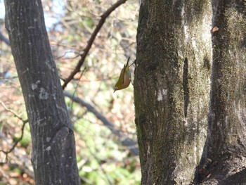 Warbling White-eye Chikozan Park Sun, 12/17/2023