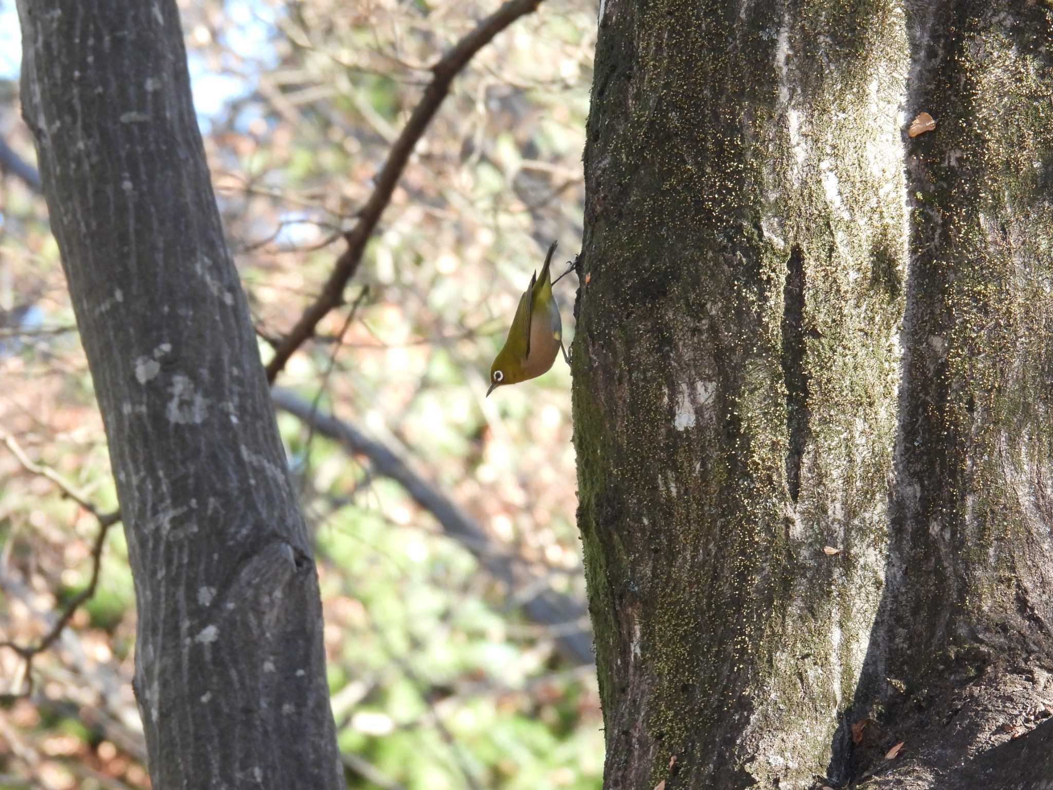 Photo of Warbling White-eye at Chikozan Park by みそぽてと