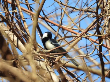 シジュウカラ 智光山公園 2023年12月17日(日)