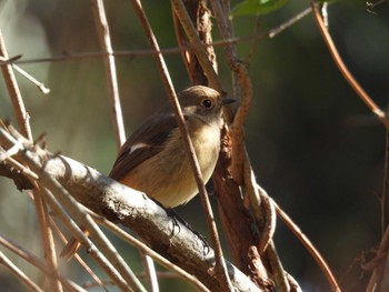 Daurian Redstart Chikozan Park Sun, 12/17/2023