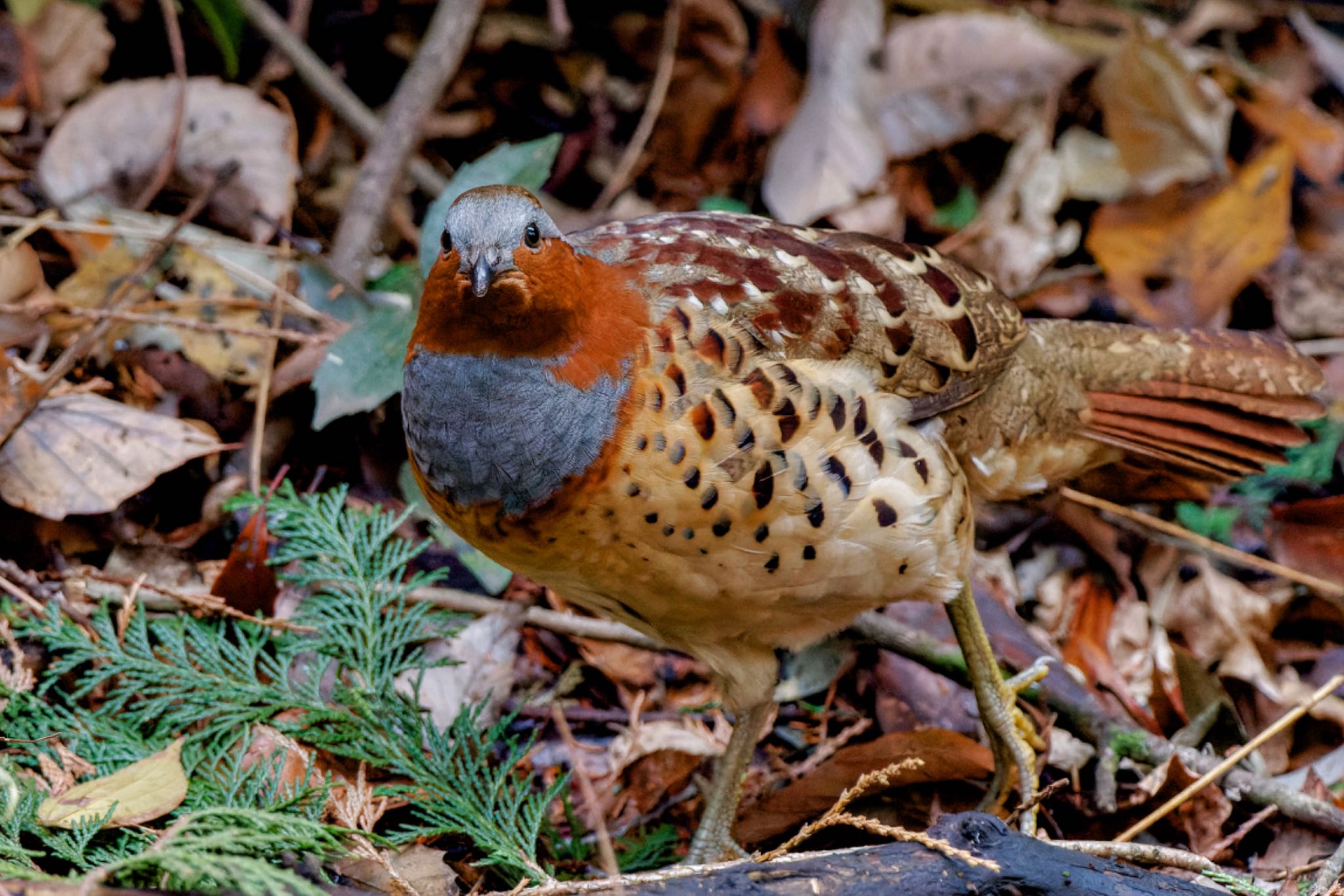 Chinese Bamboo Partridge