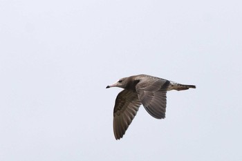 2016年8月13日(土) 三重県の野鳥観察記録