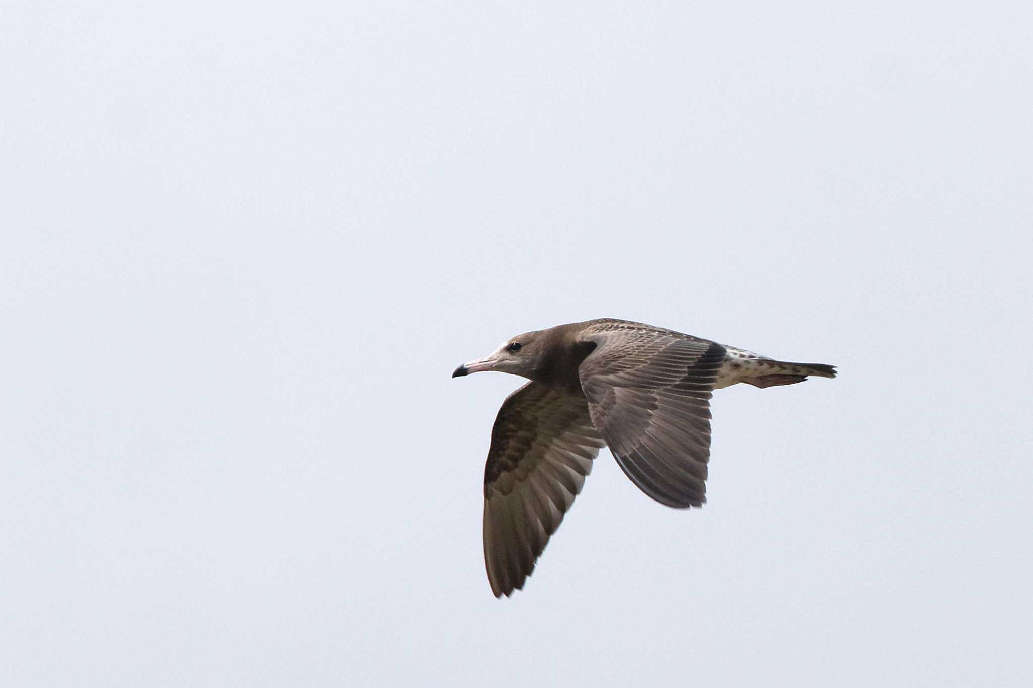 Black-tailed Gull