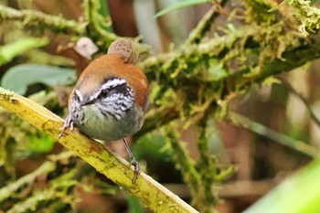 Grey-breasted Wood Wren