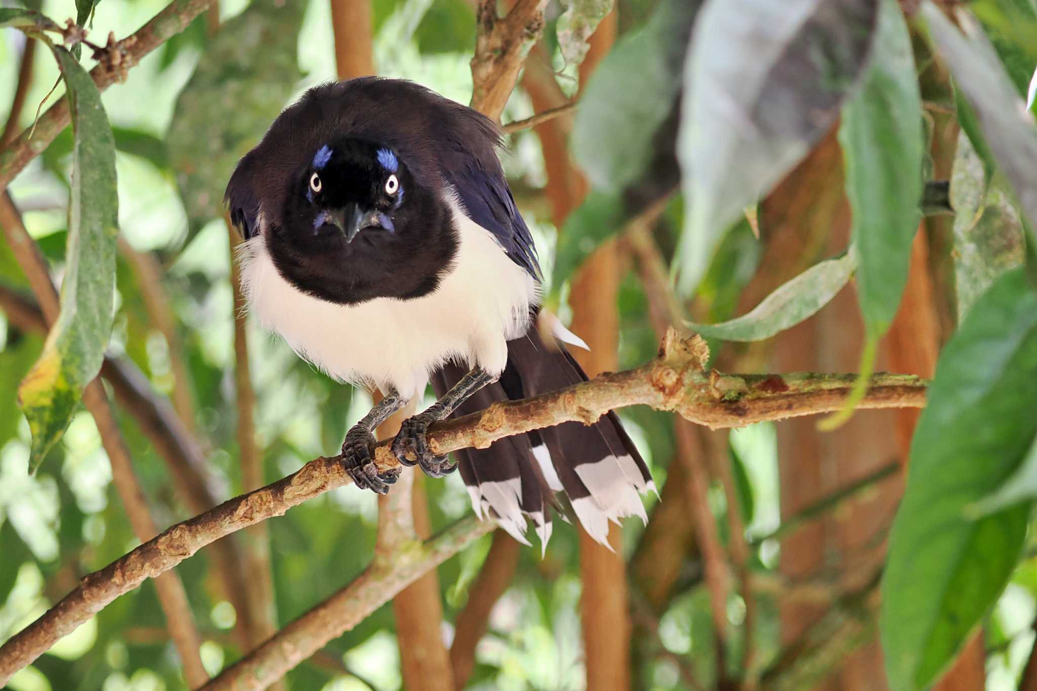 Photo of Black-chested Jay at コロンビア by 藤原奏冥