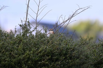 2023年12月17日(日) 平城宮跡の野鳥観察記録