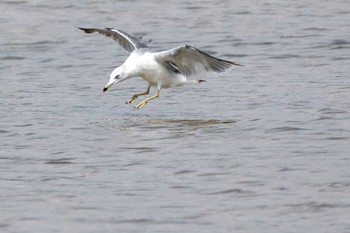 ウミネコ 三重県 2016年8月13日(土)